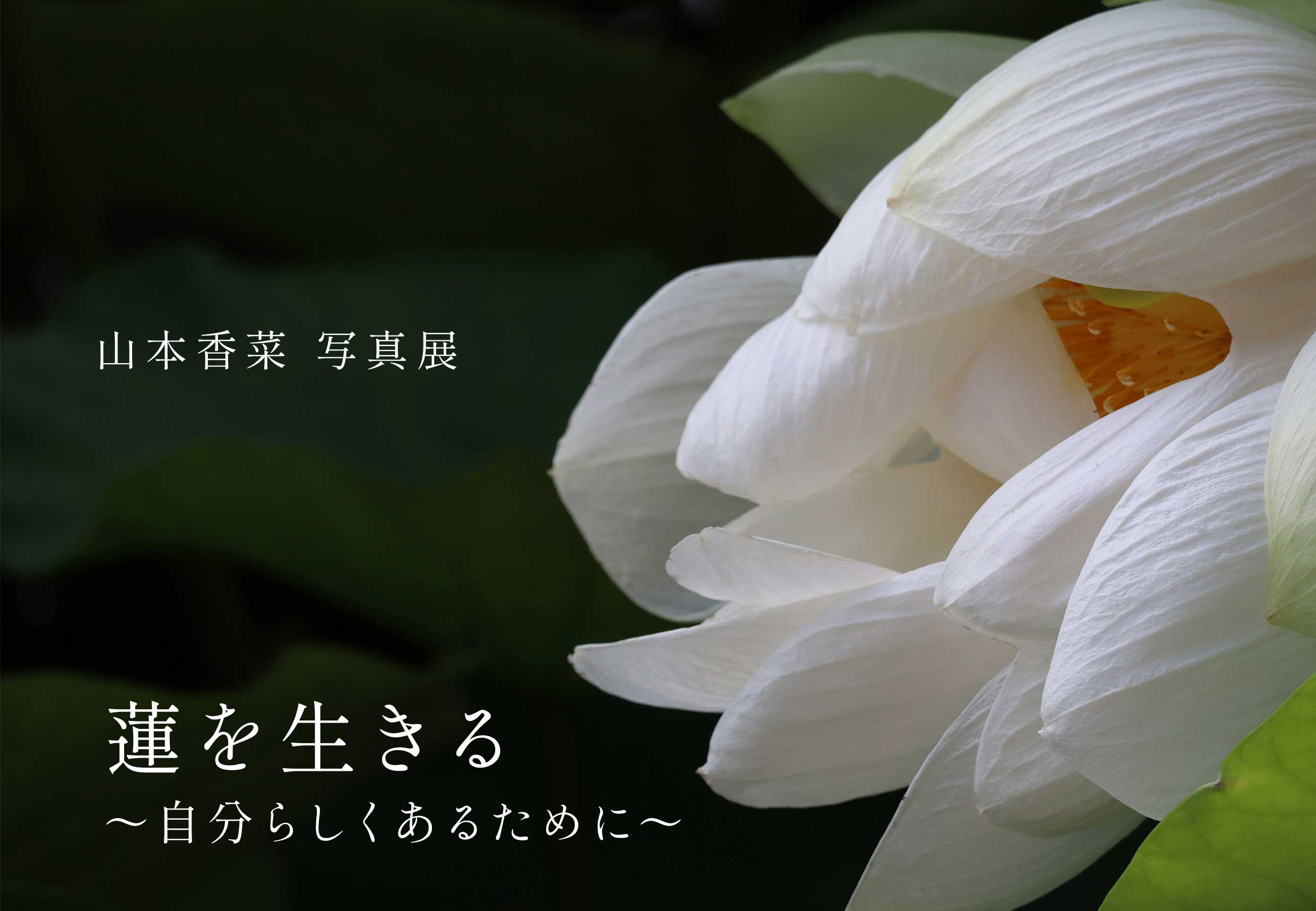 山本 香菜  写真展   蓮を生きる ～自分らしくあるために ～